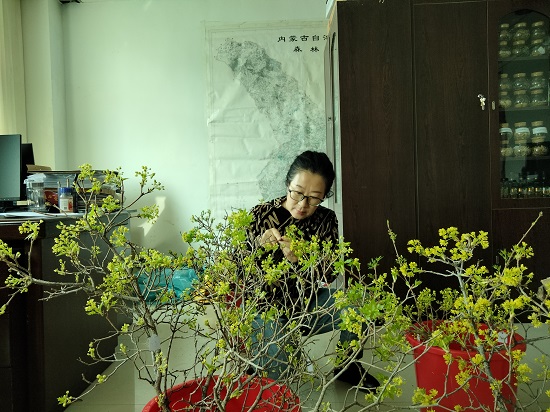 包哈森高娃工作中