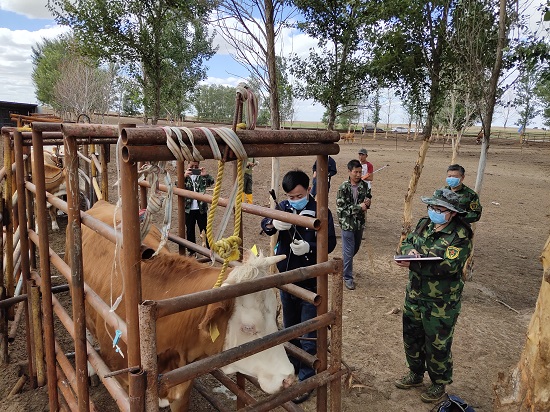科尔沁肉牛生长性能测定