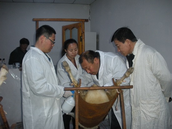 肉羊胚胎移植