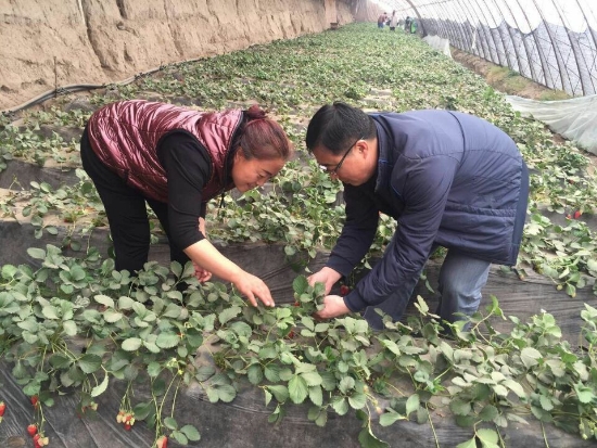樊志文老师指导农牧民草莓种植技术
