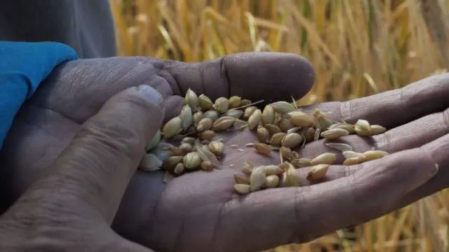 籽粒饱满的青稞，经过千万次研磨变成糌粑