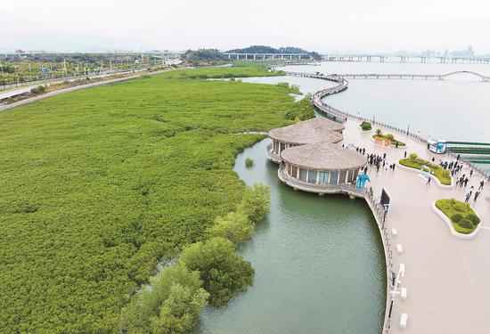 图为厦门市下潭尾红树林公园。 新华社记者 林善传 摄